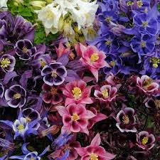 Image result for Aquilegia