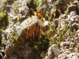 Attēlu rezultāti vaicājumam “Dicranella varia”