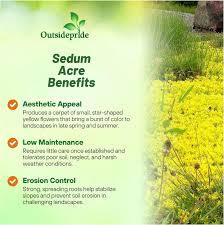 Attēlu rezultāti vaicājumam “Sedum acre fruit”