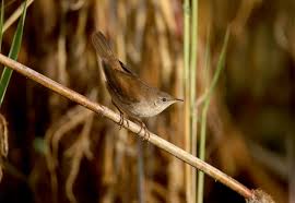 Image result for Locustella luscinioides