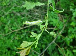 Attēlu rezultāti vaicājumam “Diloba caeruleocephala larva”