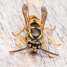 Attēlu rezultāti vaicājumam “Vespula germanica”