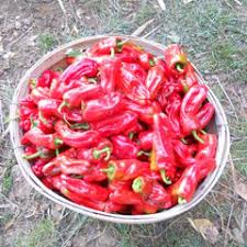Afbeeldingsresultaat voor red fratali hot pepper