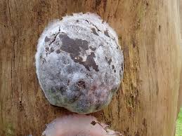 Attēlu rezultāti vaicājumam “Reticularia lycoperdon young”