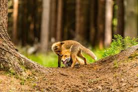 Attēlu rezultāti vaicājumam “Vulpes vulpes  adult”