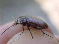 Attēlu rezultāti vaicājumam “Poecilus versicolor”
