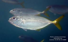 Image result for Caranx crysos