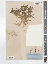 Attēlu rezultāti vaicājumam “Callitriche verna”