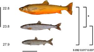 Image result for Salvelinus alpinus oquassa