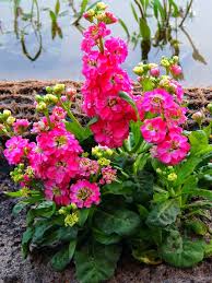 Image result for Levkoje