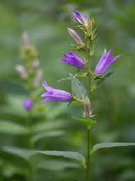 Attēlu rezultāti vaicājumam “Campanula latifolia leaf”