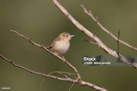 Image result for Cisticola juncidis