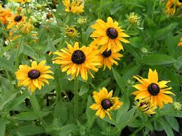 Image result for Sonnenhut