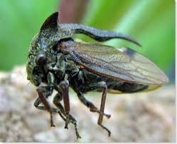 Attēlu rezultāti vaicājumam “Centrotus cornutus”