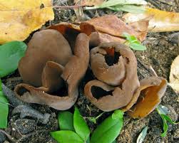 Attēlu rezultāti vaicājumam “Otidea bufonia”