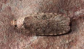 Attēlu rezultāti vaicājumam “Agonopterix ciliella”
