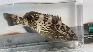 Image result for Rostroraja eglanteria