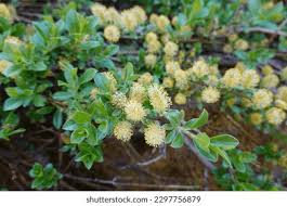Attēlu rezultāti vaicājumam “Salix cinerea leaf”