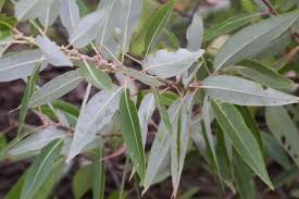 Attēlu rezultāti vaicājumam “Xylita laevigata”