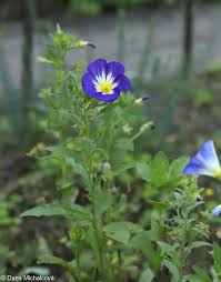 Image result for Convolvulus tricolor