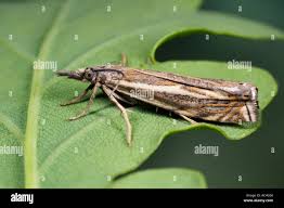 Attēlu rezultāti vaicājumam “Crambus hamella”