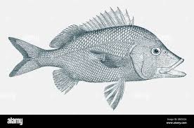 Image result for Haemulon plumierii