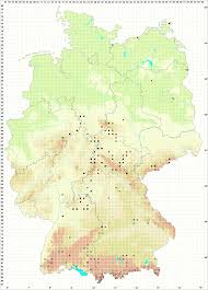 Attēlu rezultāti vaicājumam “Bryum funkii”