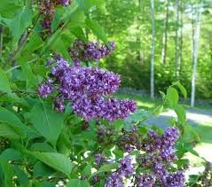 Attēlu rezultāti vaicājumam “Syringa vulgaris flower”