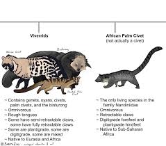 Attēlu rezultāti vaicājumam “Carnivora”