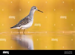 Attēlu rezultāti vaicājumam “Tringa stagnatilis adult”