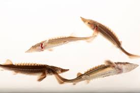 Image result for Acipenser transmontanus
