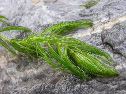 「金魚藻」的圖片搜尋結果