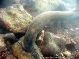 Image result for Lampetra fluviatilis