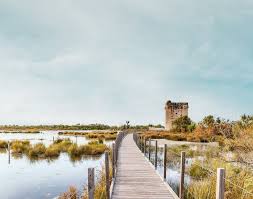 Image result for parque natural de camargue