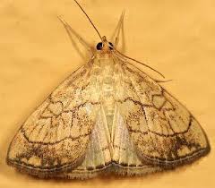 Attēlu rezultāti vaicājumam “Evergestis pallidata”