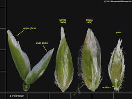 Attēlu rezultāti vaicājumam “Poa pratensis fruit”