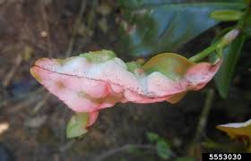 Attēlu rezultāti vaicājumam “Exobasidium cassandrae”
