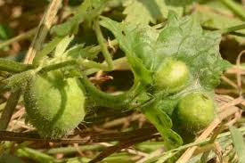 Attēlu rezultāti vaicājumam “Liposthenes glechomae”