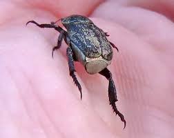 Attēlu rezultāti vaicājumam “Bitoma crenata imago”