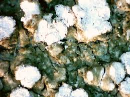 Attēlu rezultāti vaicājumam “Pertusaria amara”