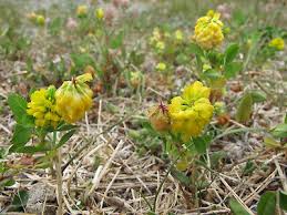 Attēlu rezultāti vaicājumam “Trifolium aureum flower”