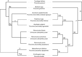 Attēlu rezultāti vaicājumam “Puccinia agrostidis”