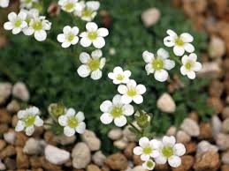 Attēlu rezultāti vaicājumam “Saxifraga cymbalaria fruit”