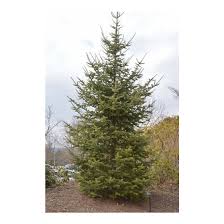 Attēlu rezultāti vaicājumam “Abies balsamea”