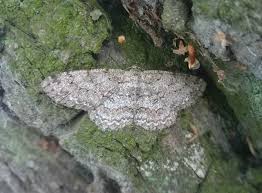 Attēlu rezultāti vaicājumam “Hypomecis punctinalis”
