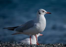 Attēlu rezultāti vaicājumam “Larus ridibundus”