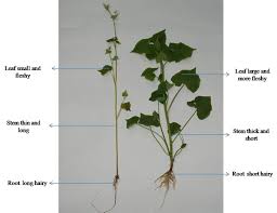 Attēlu rezultāti vaicājumam “Fagopyrum esculentum leaf”