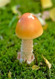 Attēlu rezultāti vaicājumam “Amanita crocea”