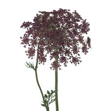 Image result for Daucus carota