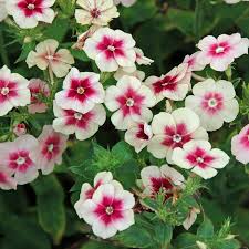 Image result for Phlox drummondii